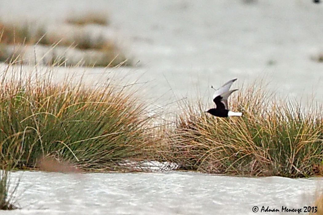 White-winged Tern